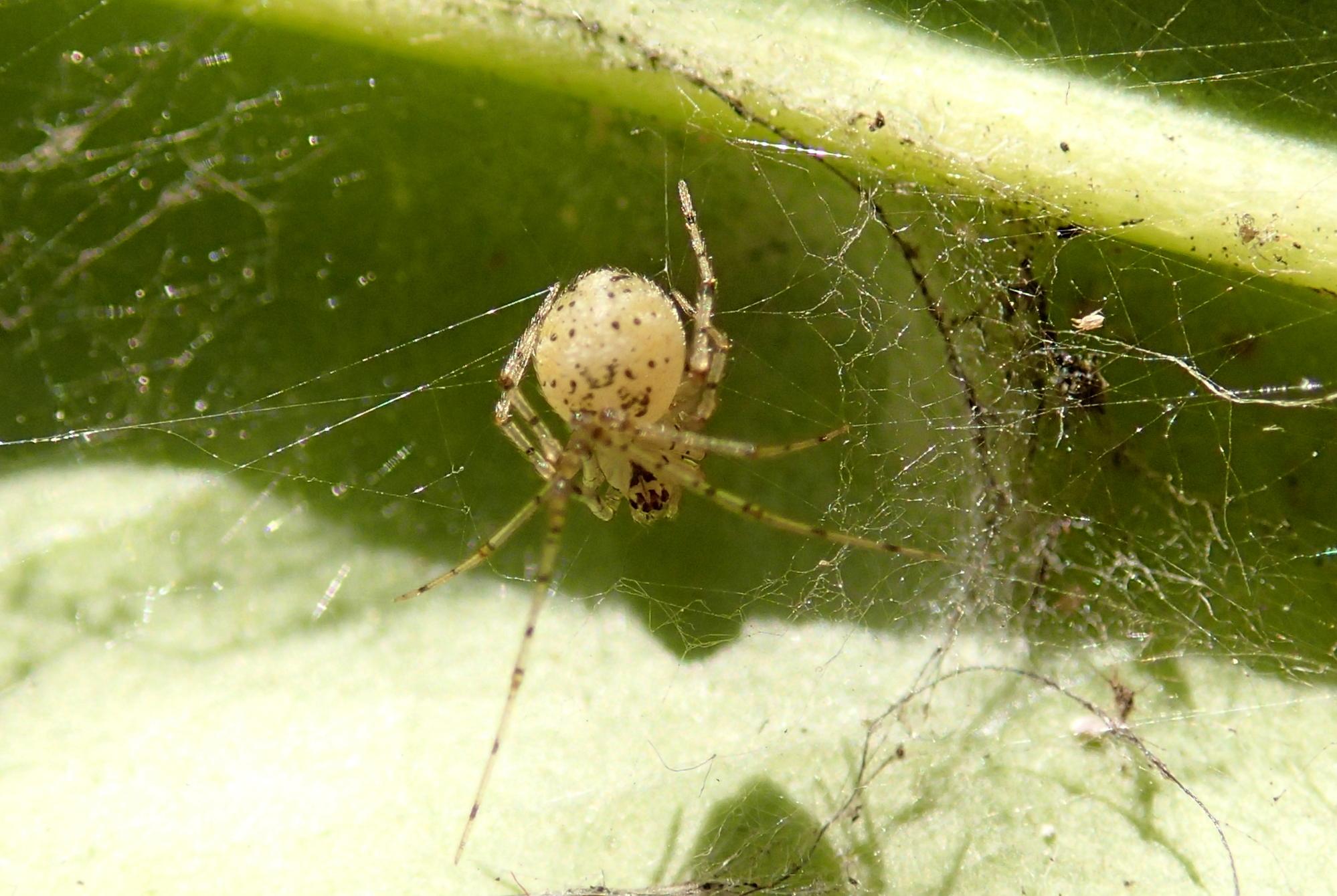 Theridiidae: Platnickina nigropunctata - Motta di Livenza (TV)